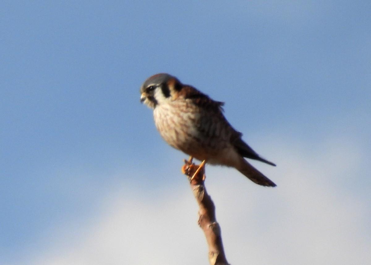 American Kestrel - ML647827378