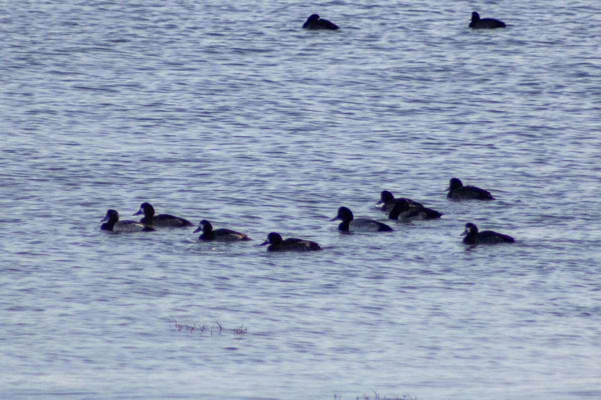 斑背潛鴨 - ML647827379