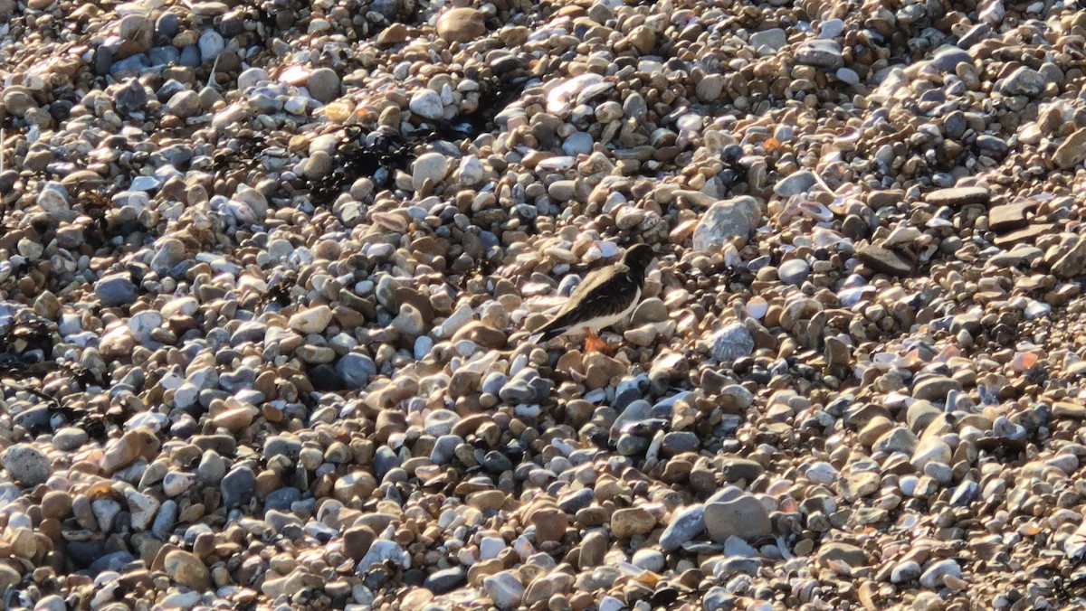 翻石鷸 - ML647827380