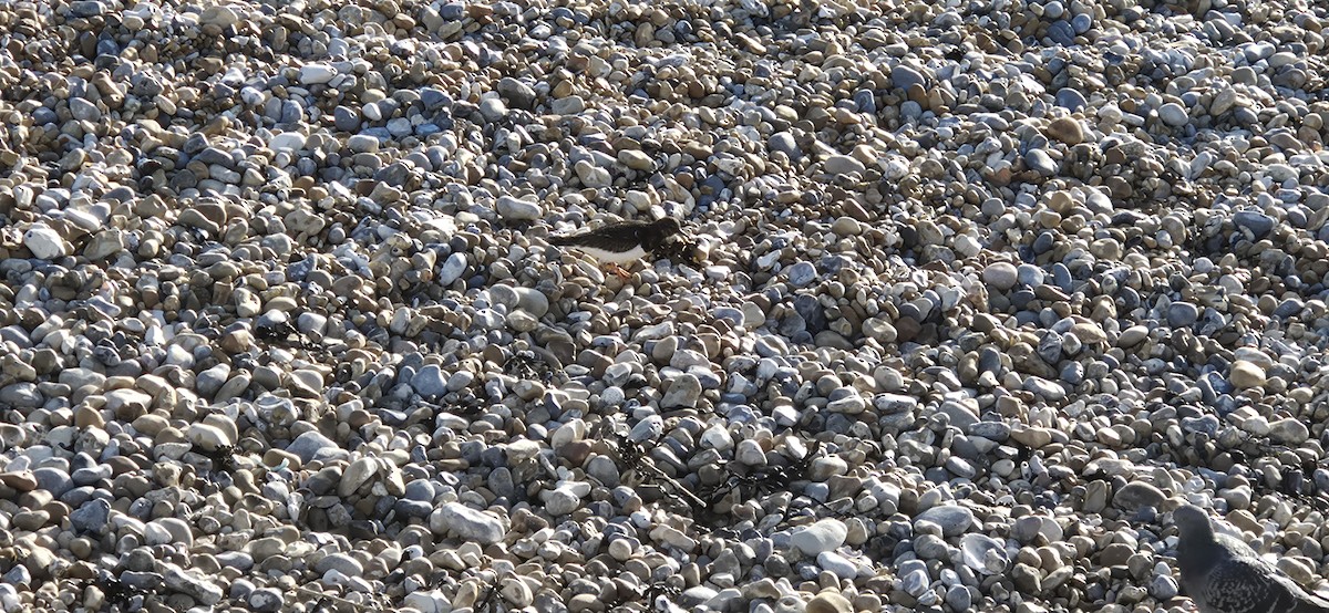 翻石鷸 - ML647827381