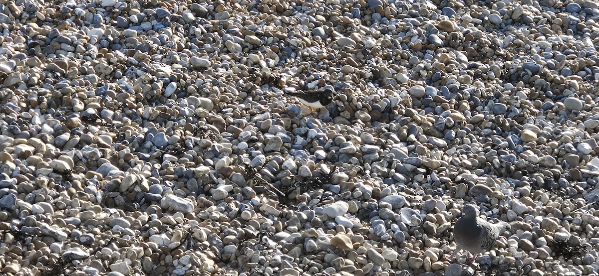 翻石鷸 - ML647827382