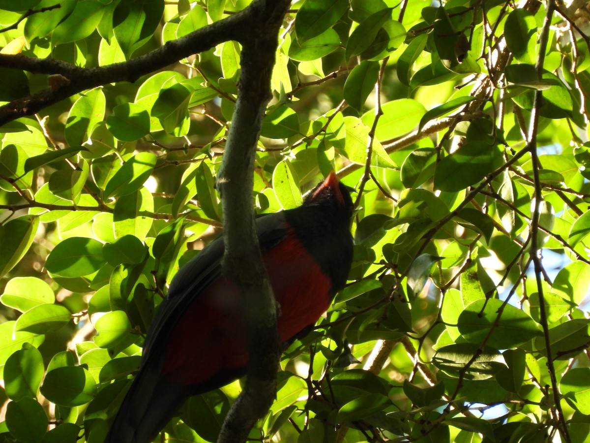 Slaty-tailed Trogon - ML647827383