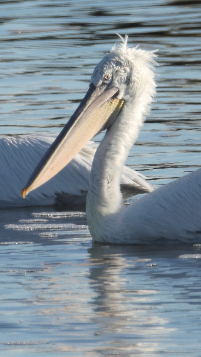 卷羽鵜鶘 - ML647827384