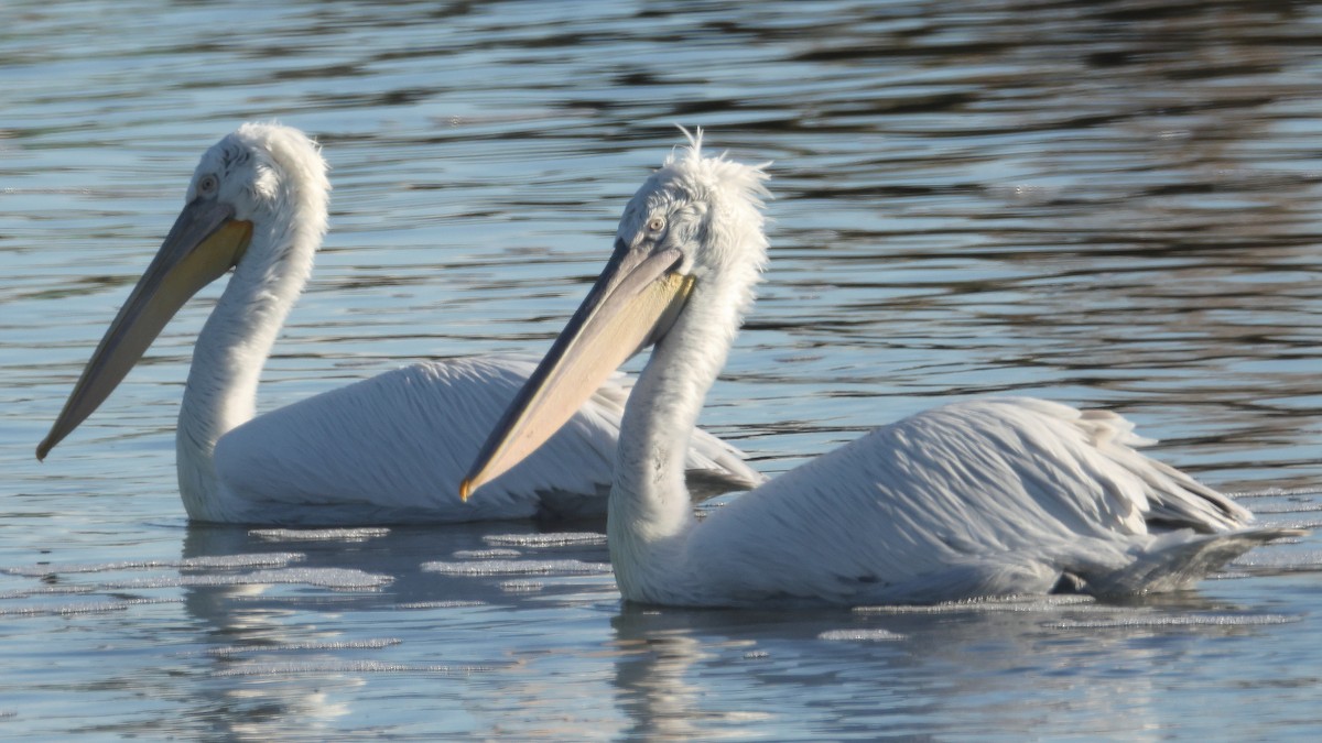卷羽鵜鶘 - ML647827385