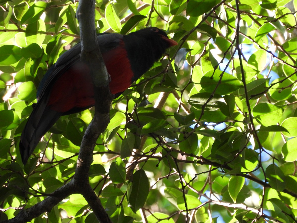 Slaty-tailed Trogon - ML647827386