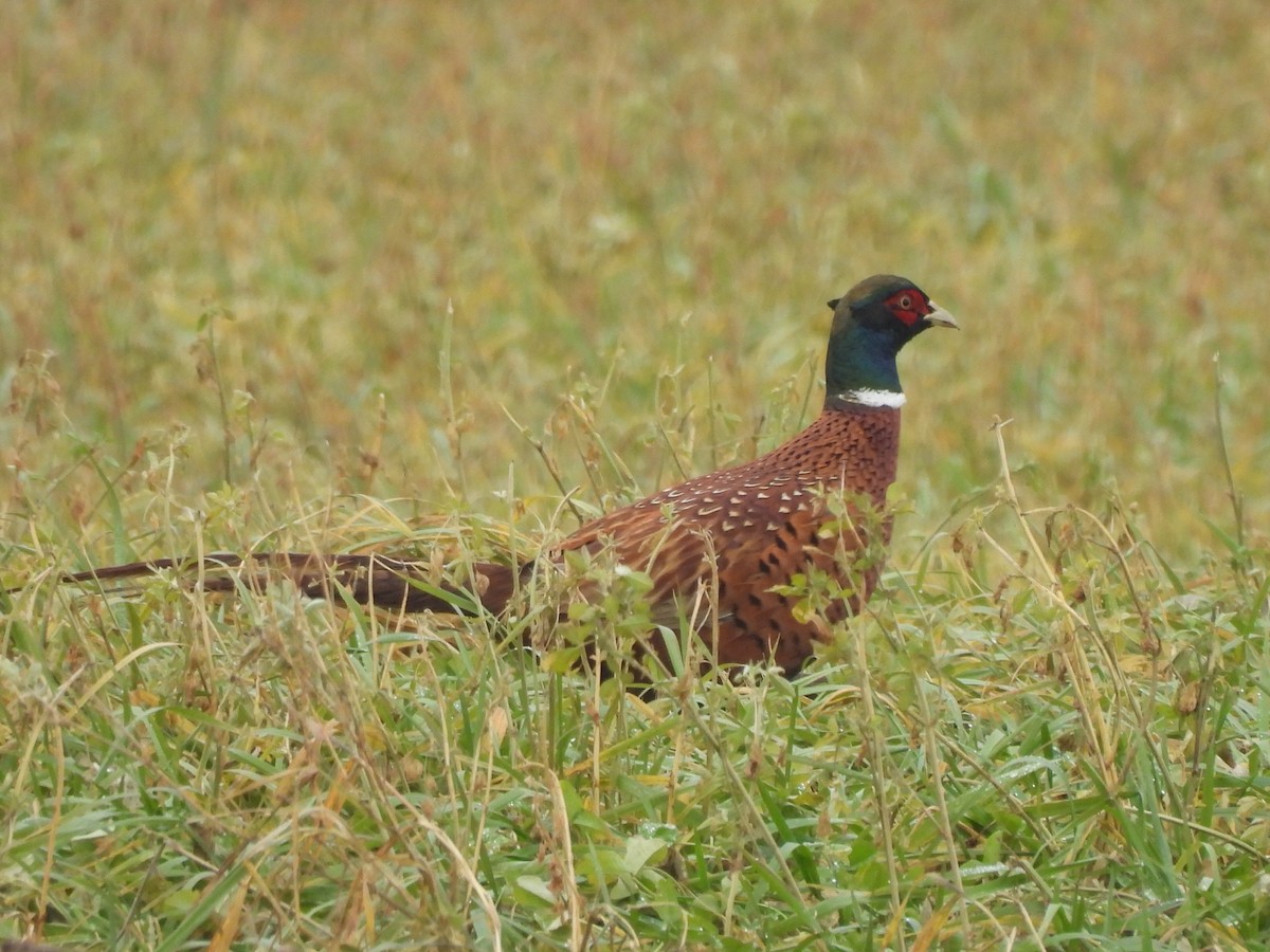 環頸雉 - ML647827387