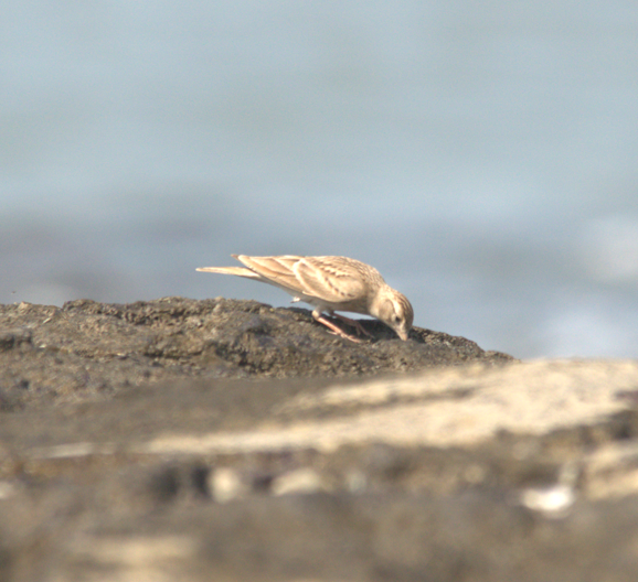 賽氏短趾百靈 - ML647827390