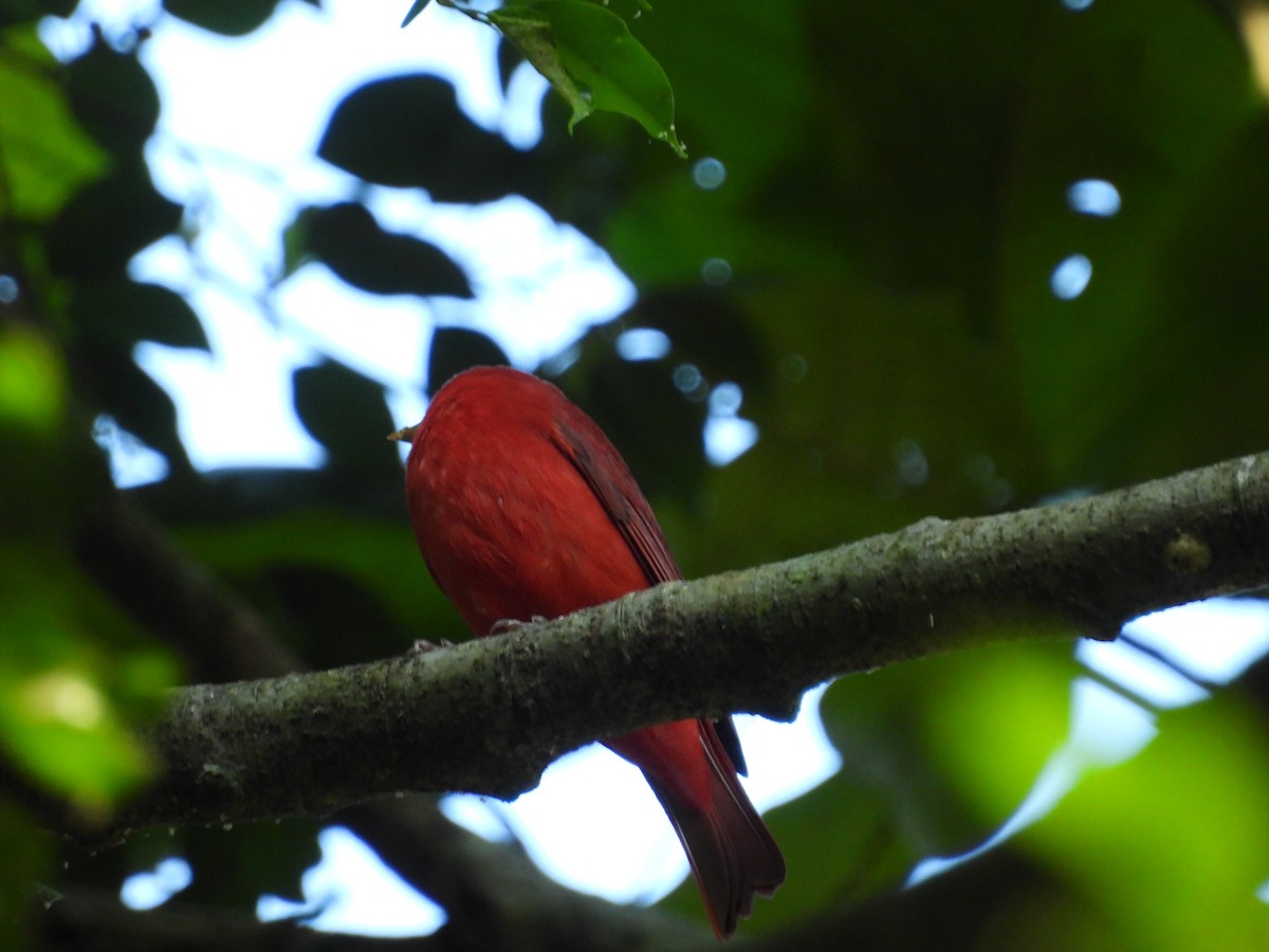 Summer Tanager - ML647827392