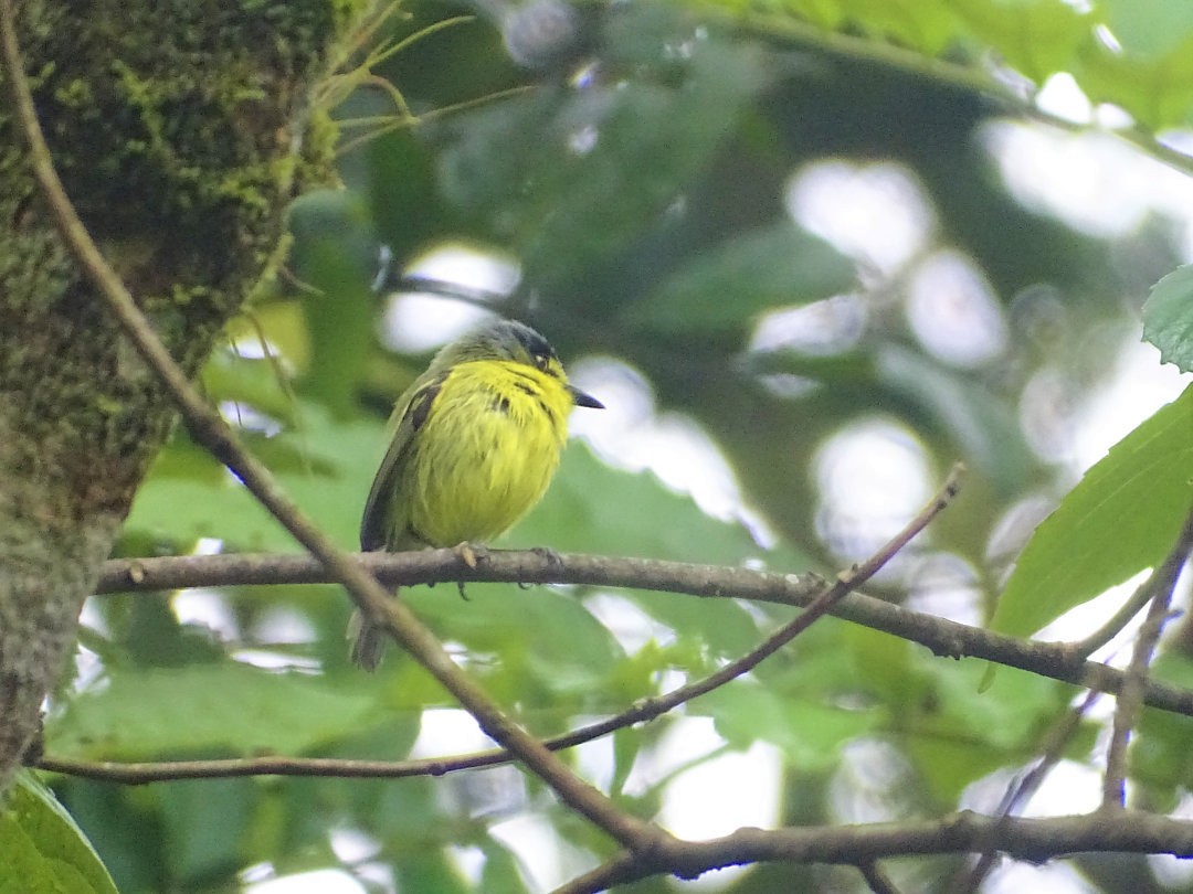 Gray-headed Tody-Flycatcher - ML647827393