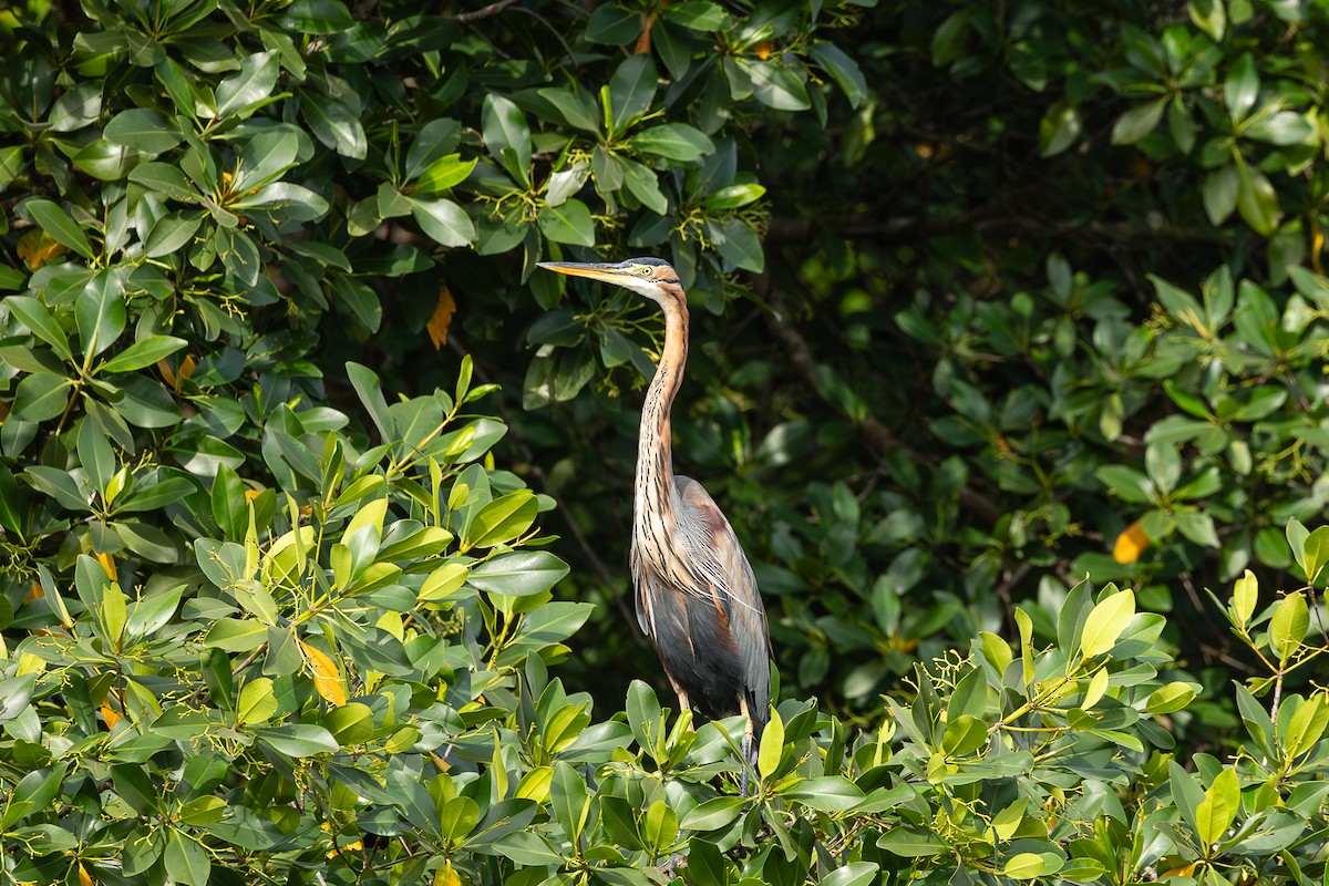 紫鷺 - ML647827394