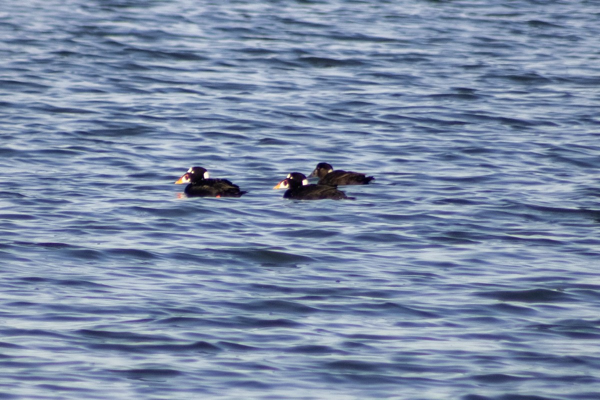 Surf Scoter - ML647827395