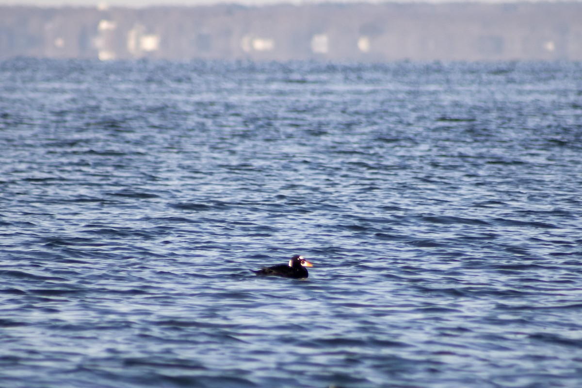 Surf Scoter - ML647827396