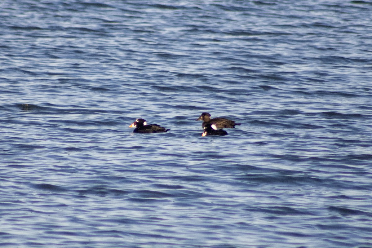 Surf Scoter - ML647827397