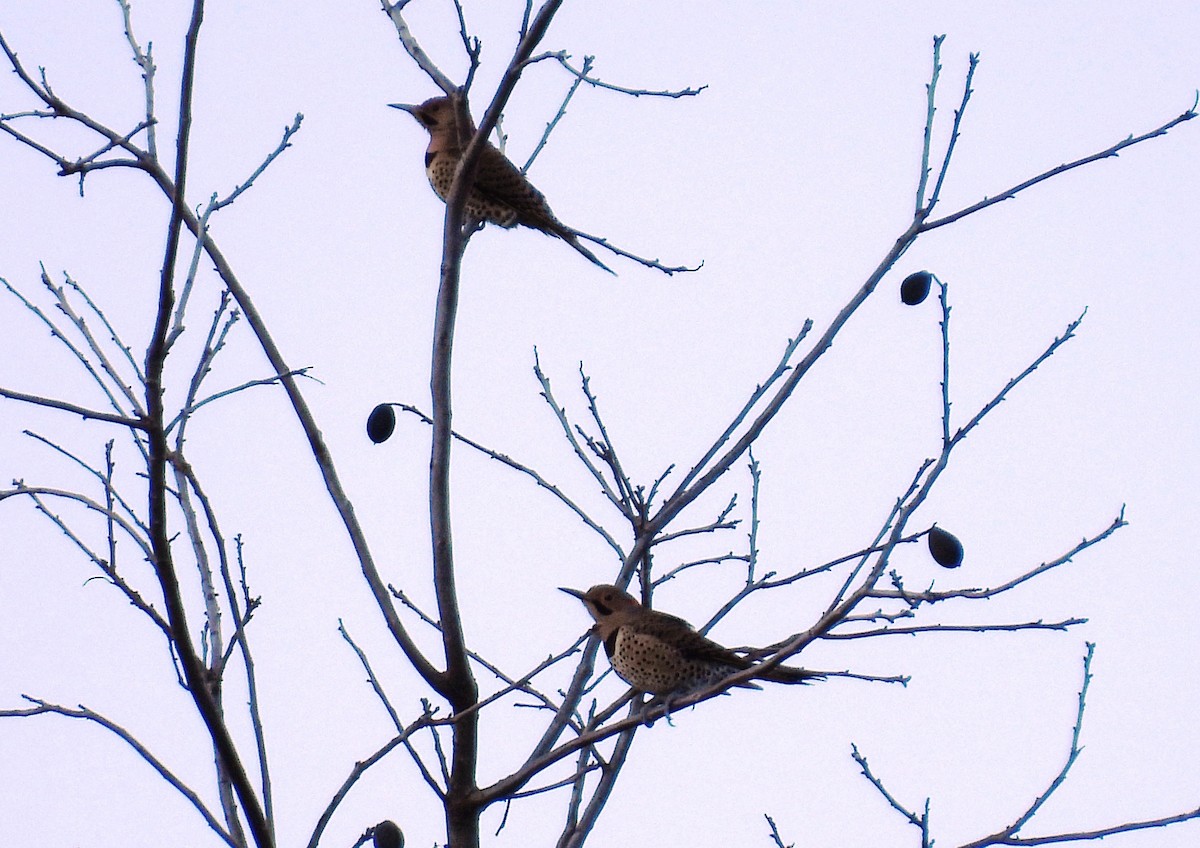 Northern Flicker - ML647827399