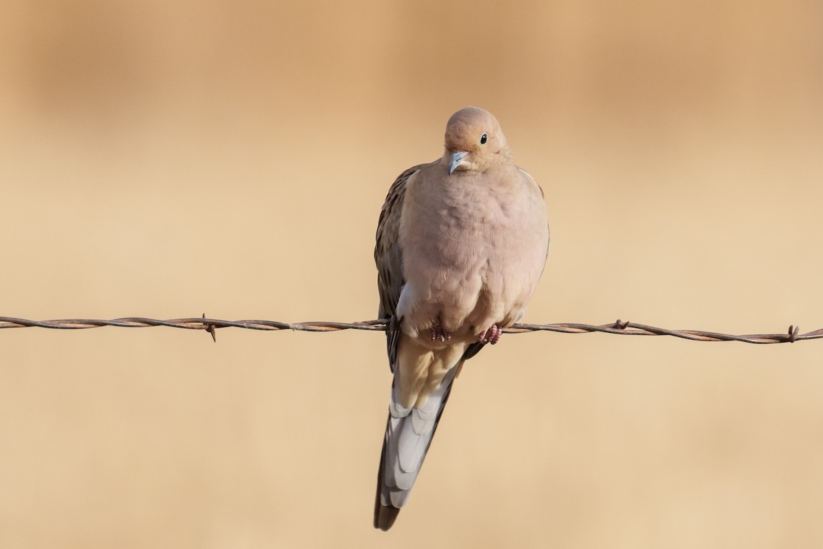 Zenaida Huilota - ML647827400