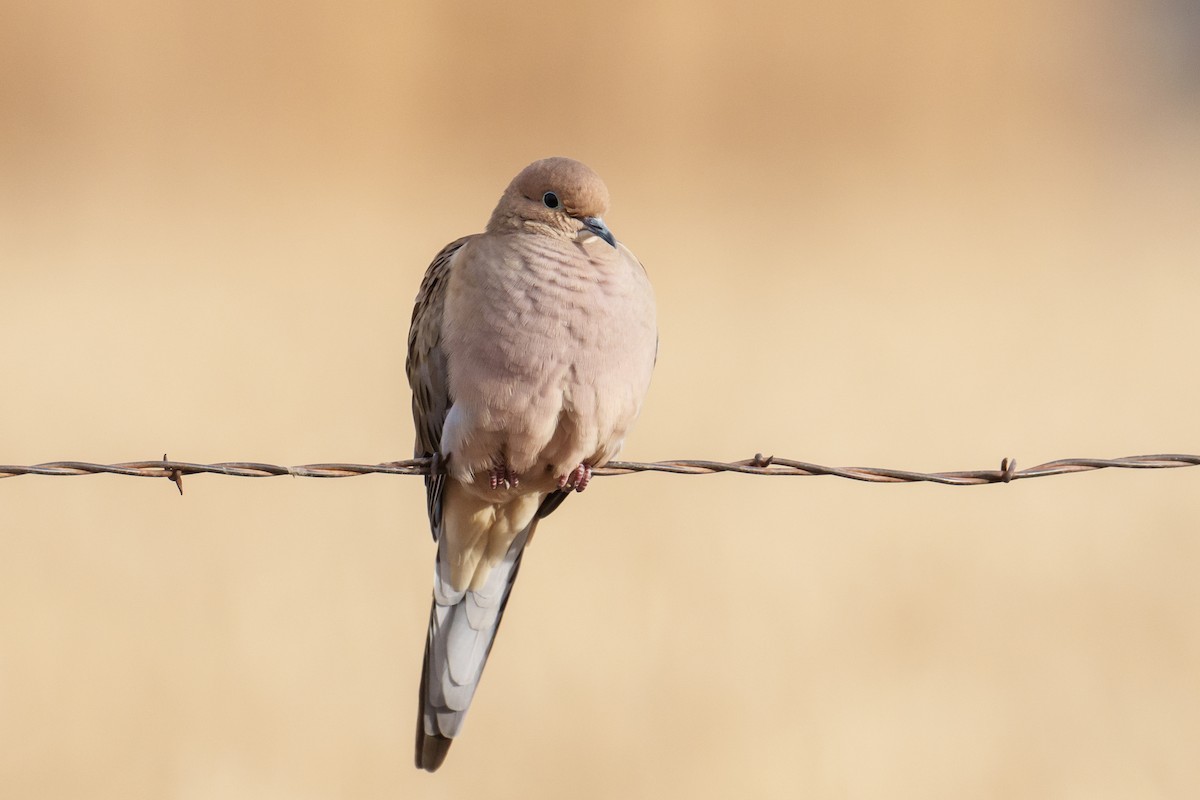 Mourning Dove - ML647827401