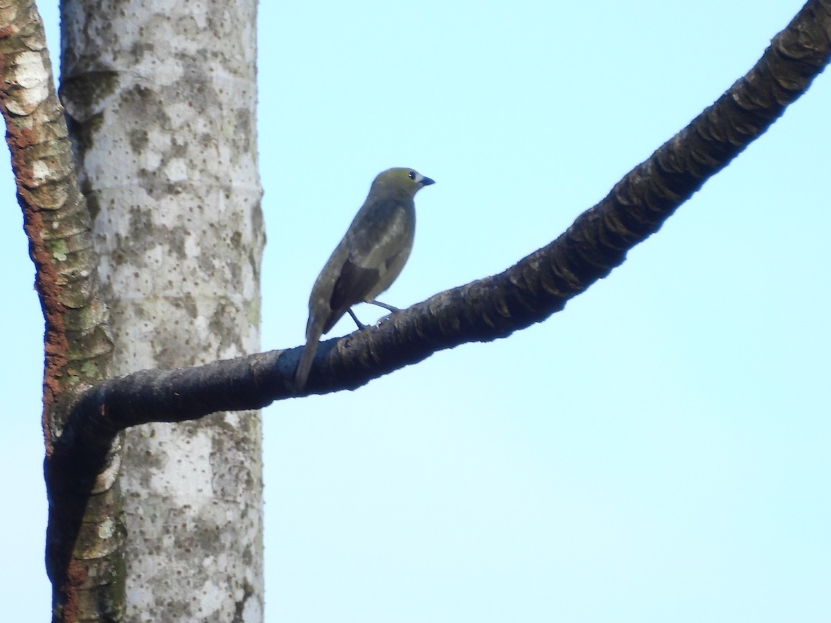 Palm Tanager - ML647827412