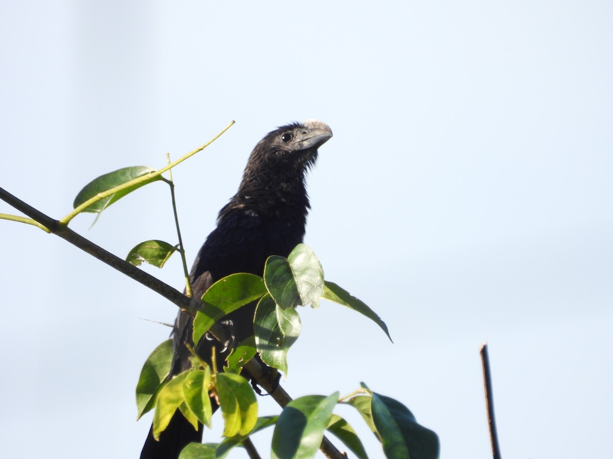 Ані товстодзьобий - ML647827431