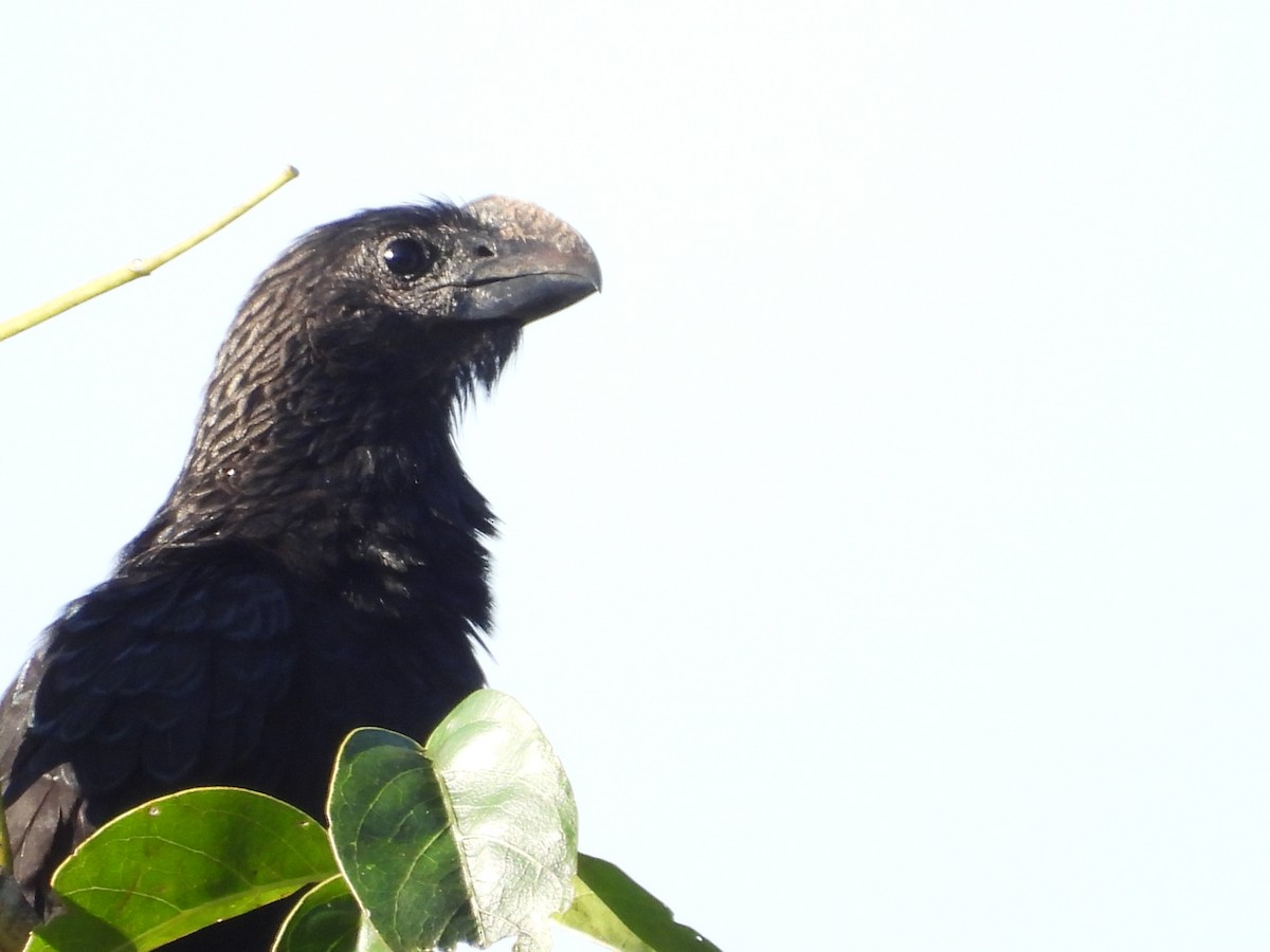 Ані товстодзьобий - ML647827438