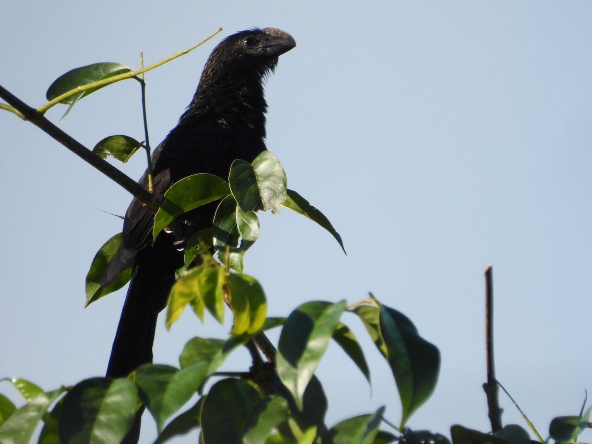 Ані товстодзьобий - ML647827440