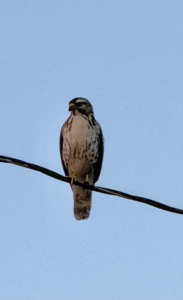 Broad-winged Hawk - ML647827489
