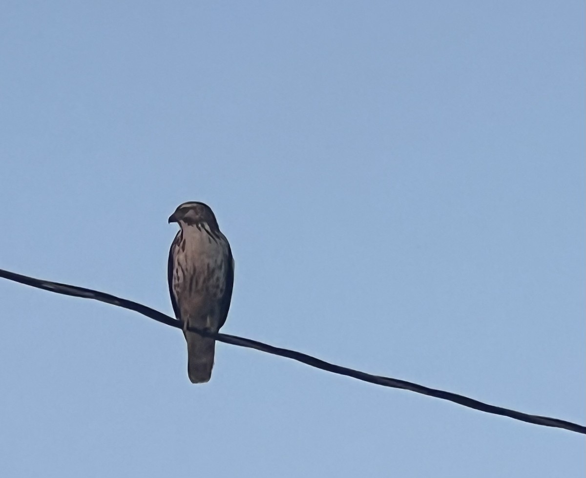 Broad-winged Hawk - ML647827490