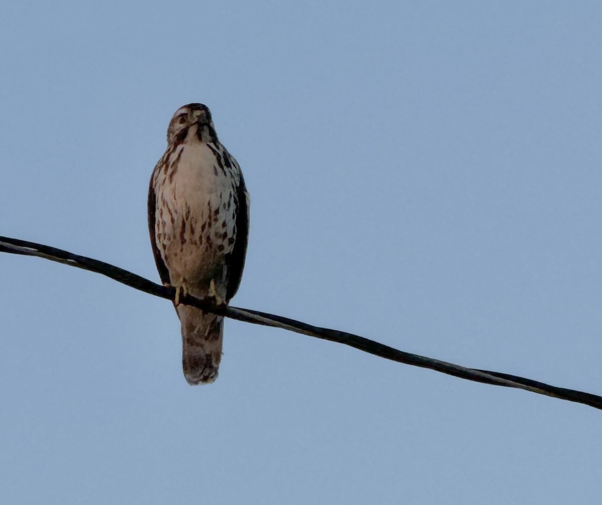 Broad-winged Hawk - ML647827491