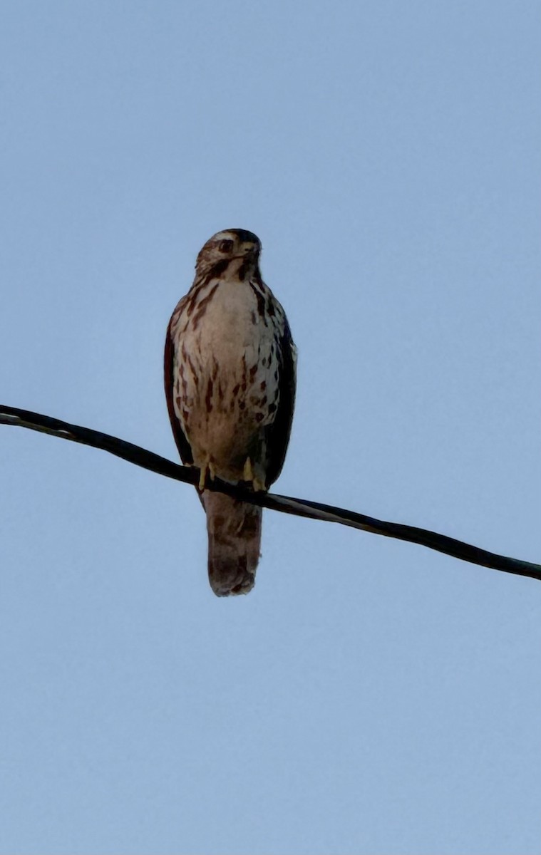 Broad-winged Hawk - ML647827493