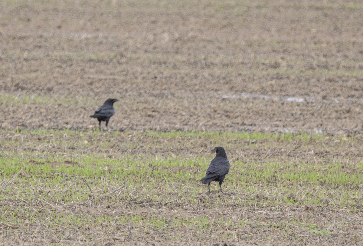 Kolkrabe - ML647827511