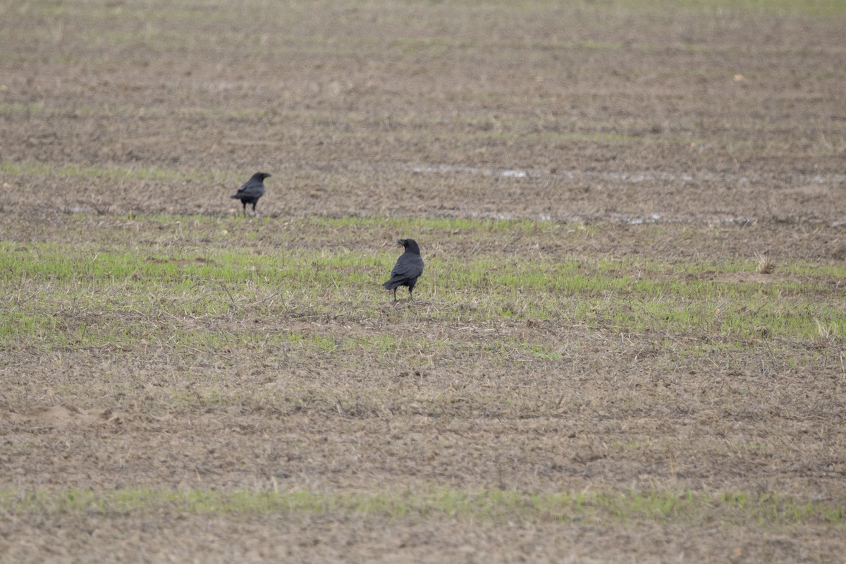 Kolkrabe - ML647827512