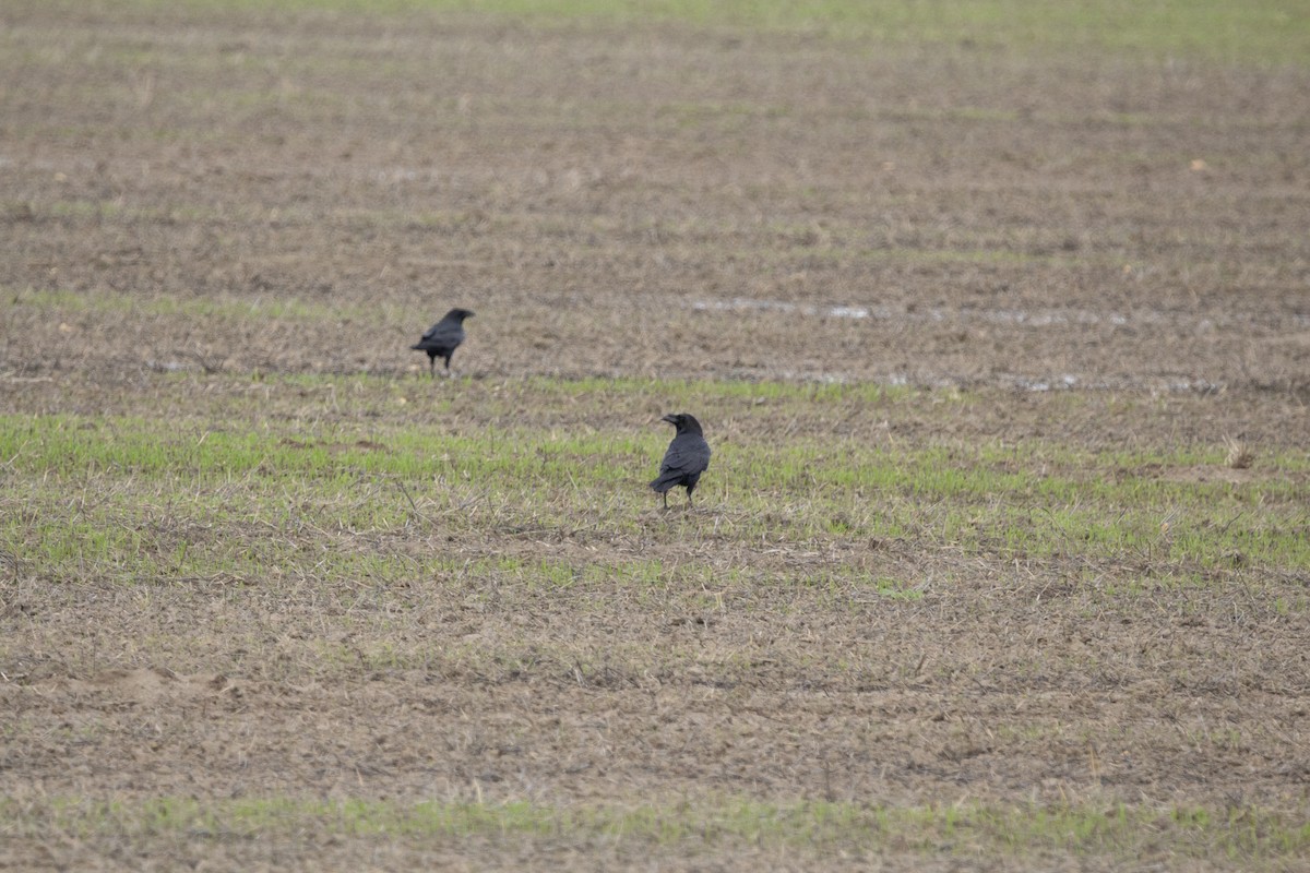 Kolkrabe - ML647827513