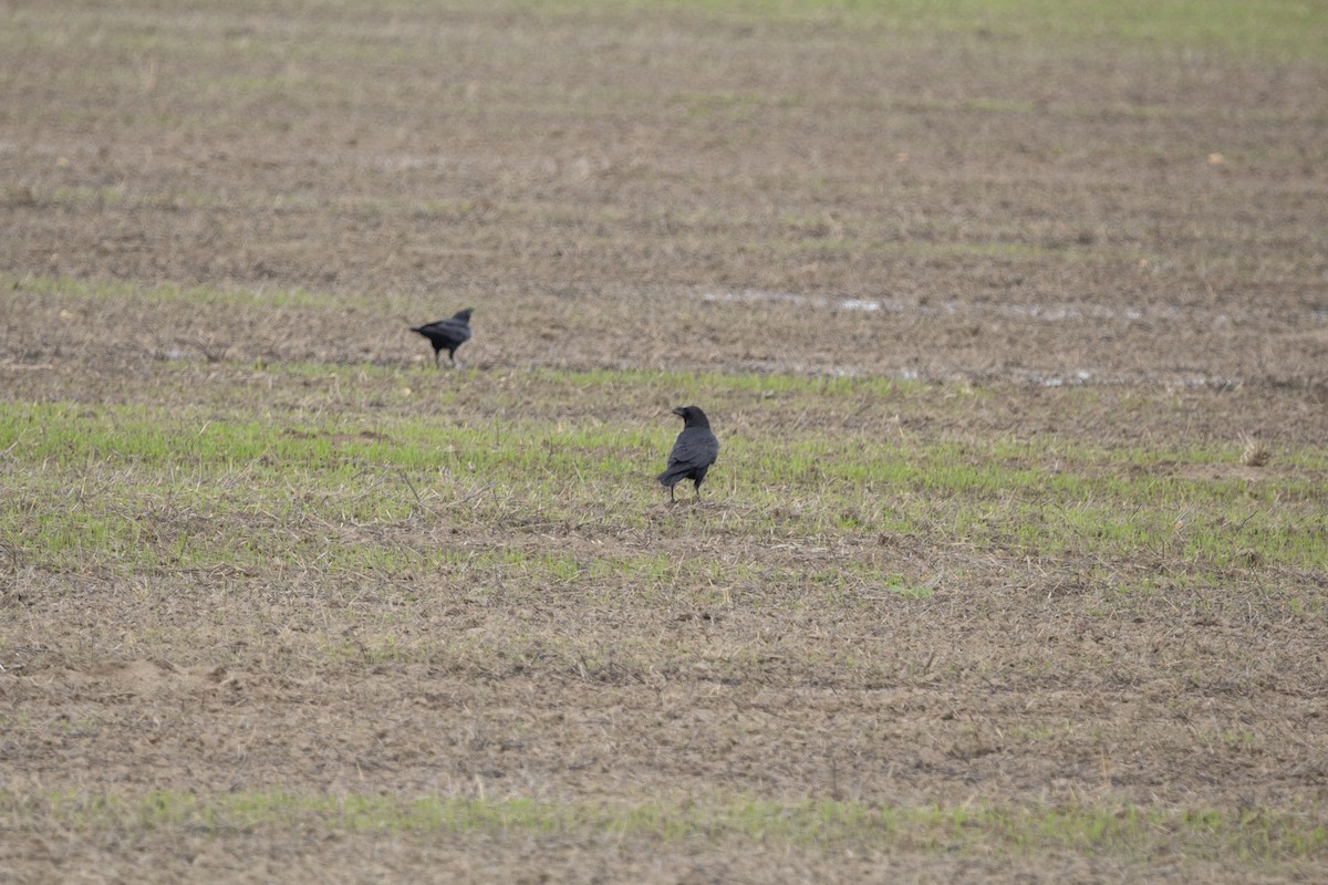 Kolkrabe - ML647827514