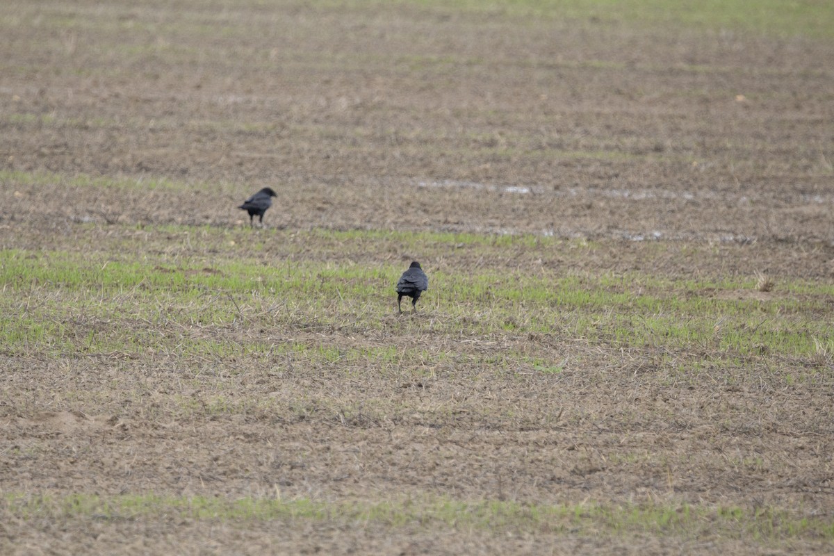 Kolkrabe - ML647827515