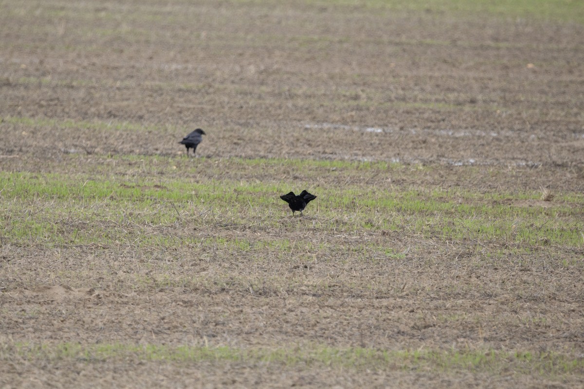 Kolkrabe - ML647827516