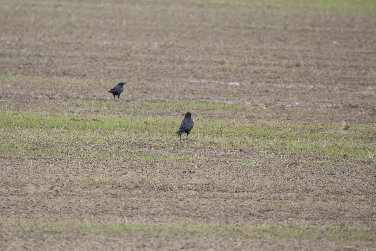 Kolkrabe - ML647827517