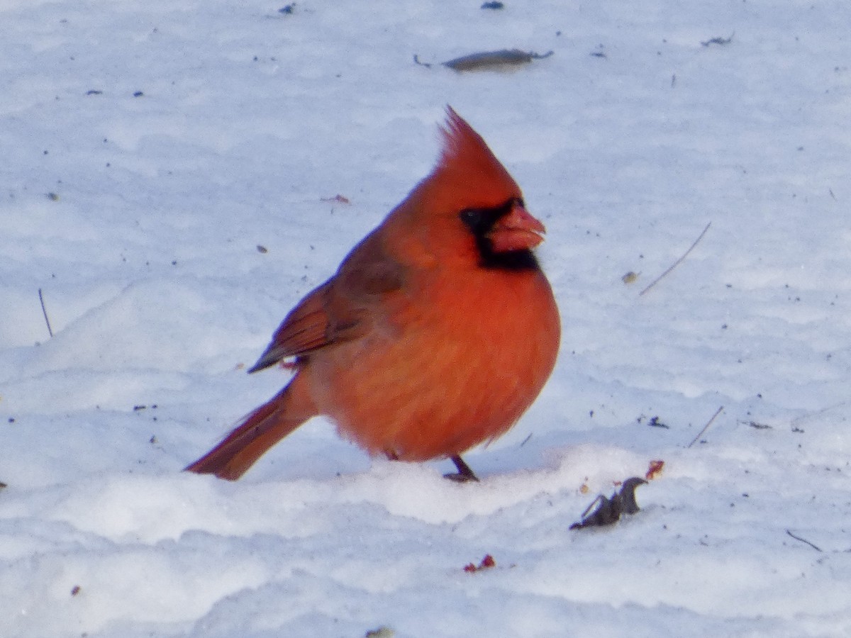 Northern Cardinal - ML647827568