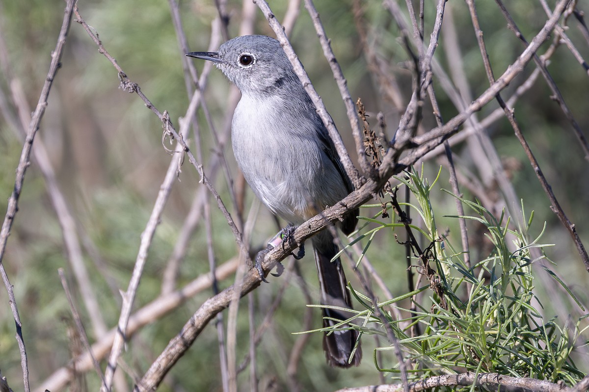 Perlita Californiana - ML647827583