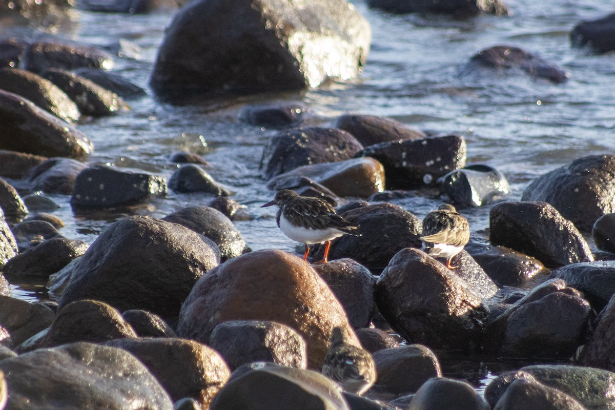 Vuelvepiedras Común - ML647827621