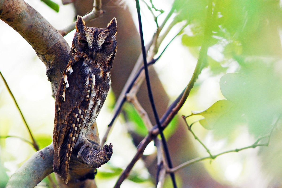 Autillo Oriental - ML647827624