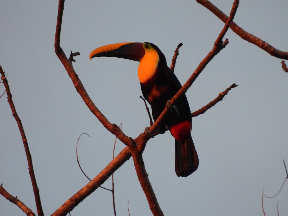 Tucán Pechigualdo - ML647827625