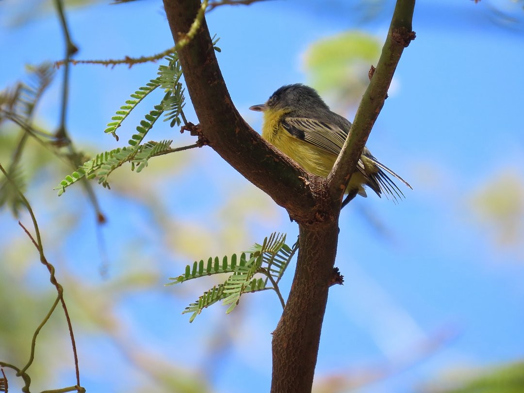 Titirijí Común - ML647827629