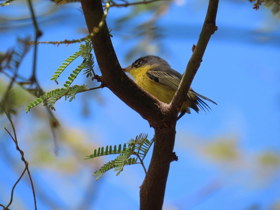 Titirijí Común - ML647827630