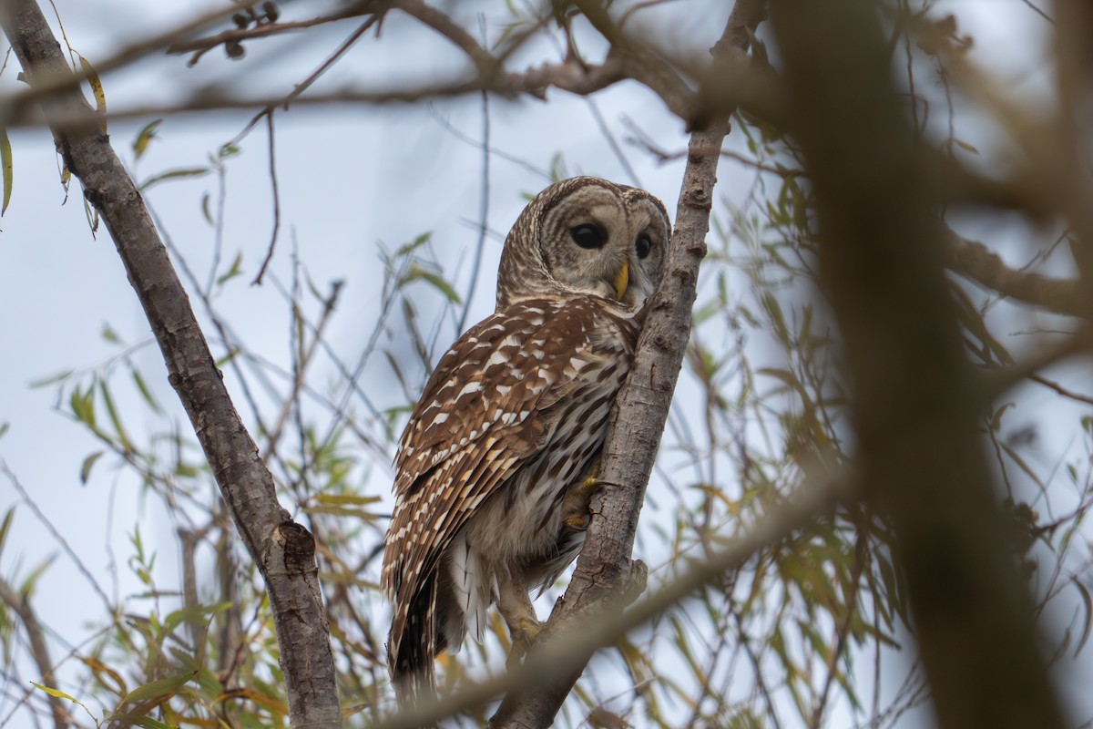 Cárabo Norteamericano - ML647827635