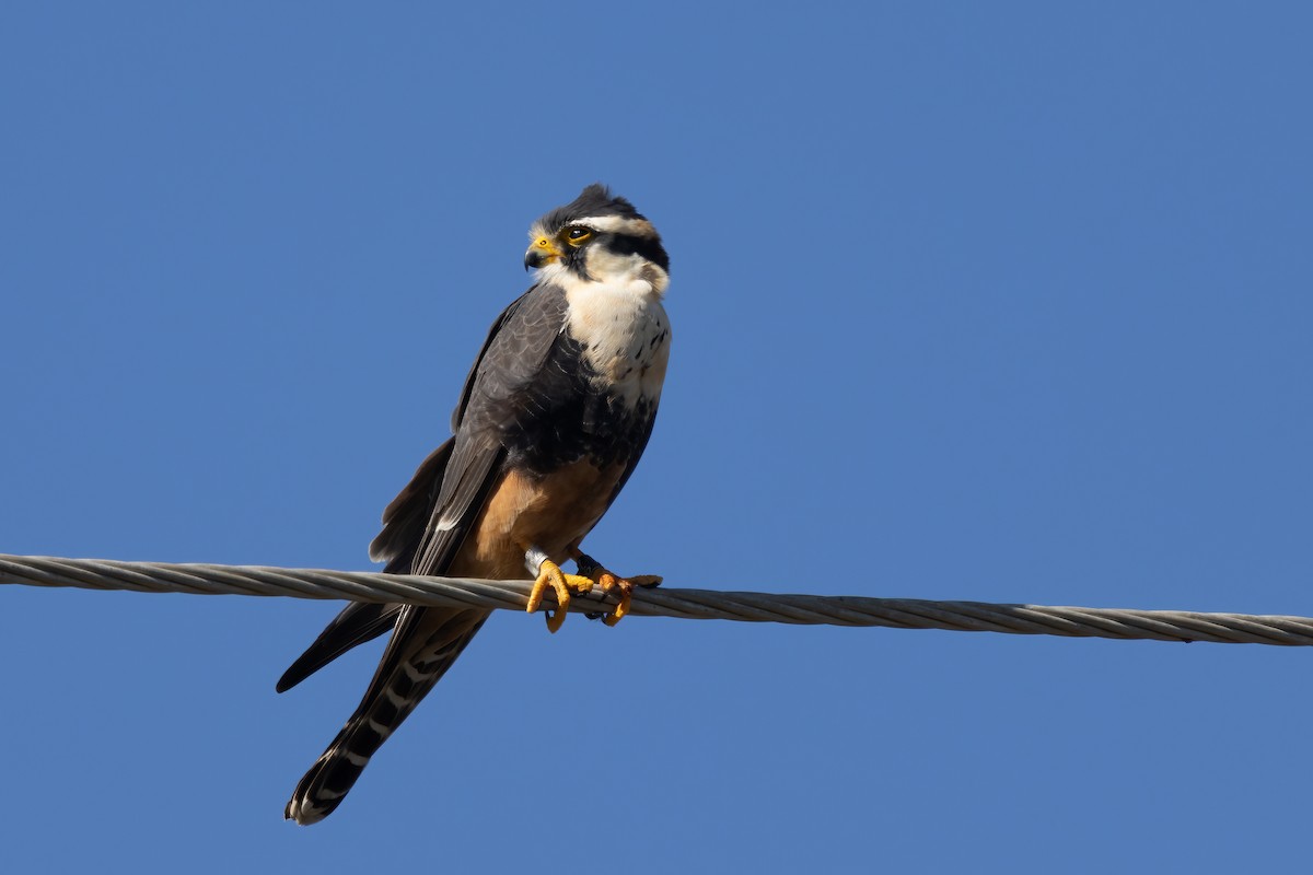 Halcón Aleto - ML647827636