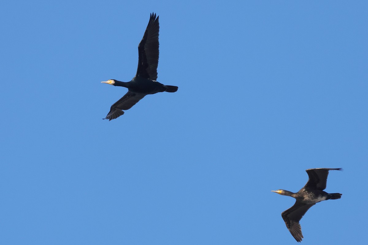 Cormorán Grande - ML647827637