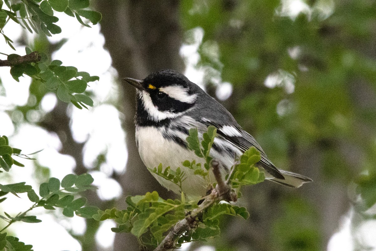 Reinita Gris - ML647827638