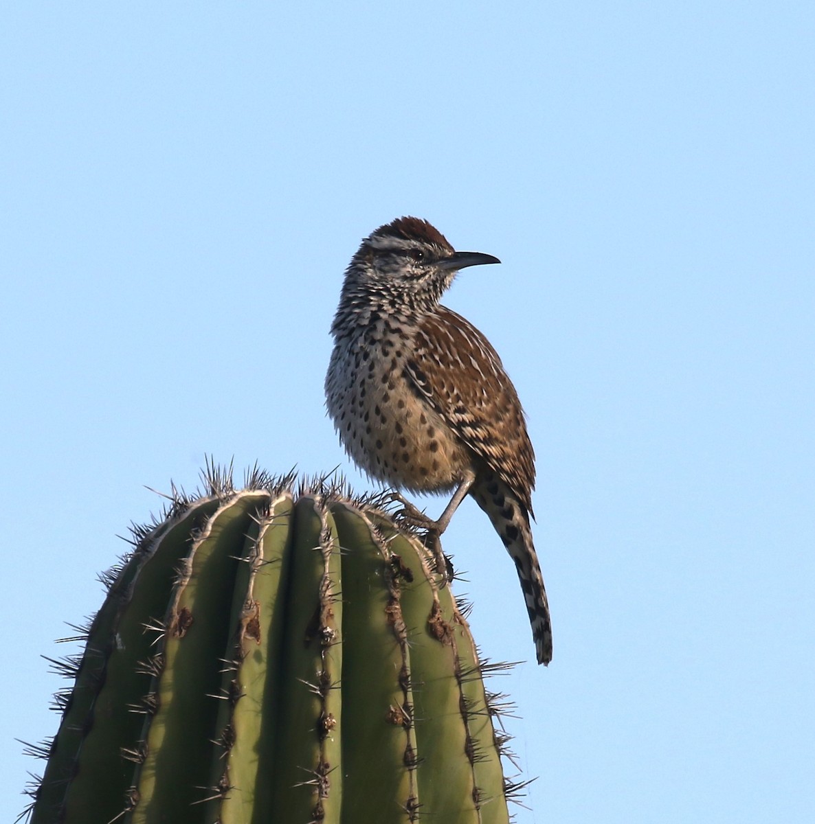 Cucarachero Desértico - ML647827640