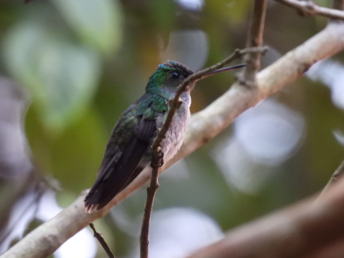 Zafiro de Elicia - ML647827641