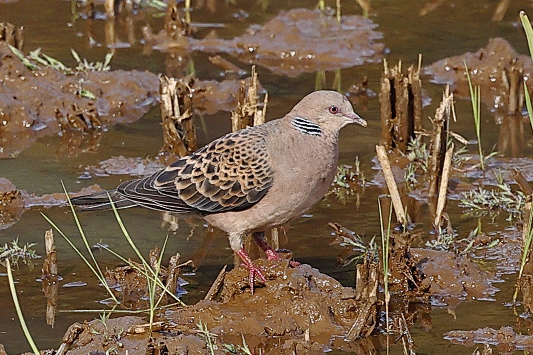 Tórtola Oriental - ML647827651