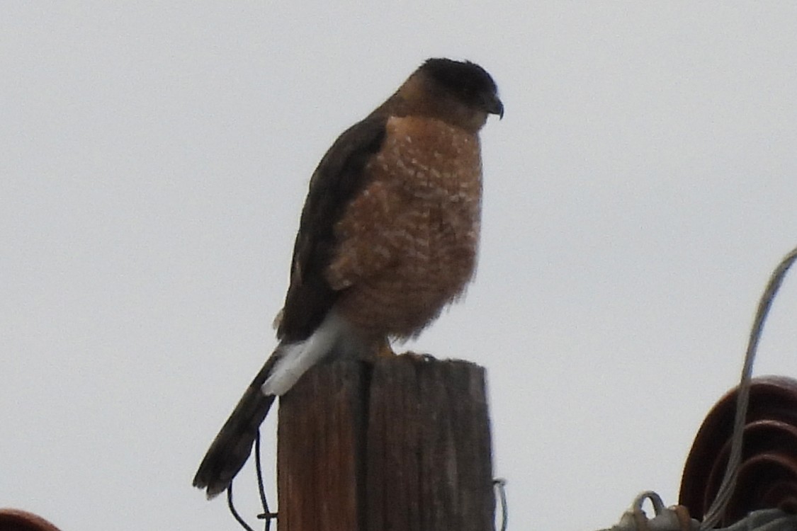 Gavilán de Cooper - ML647827652